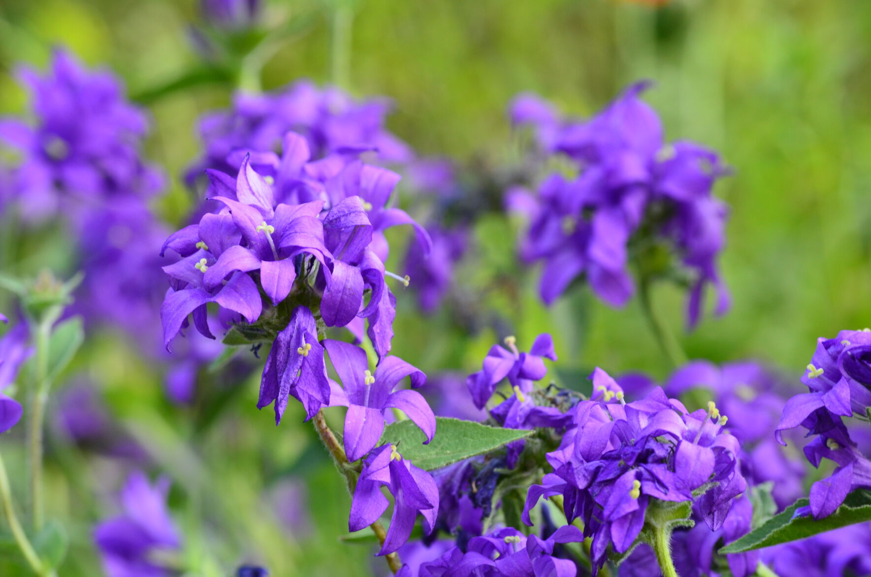 A Sample of the Garden